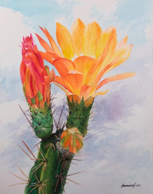 Realist Watercolor Painting of Cactus Flowers, 'Desert Beauty'