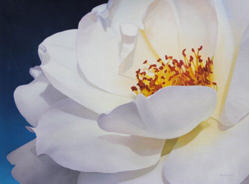 Signed Oil Painting of a White Rose, 'Illuminated Corolla'