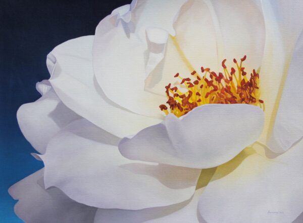 Signed Oil Painting of a White Rose, 'Illuminated Corolla' Signed Oil Painting of a White Rose, 'Illuminated Corolla'