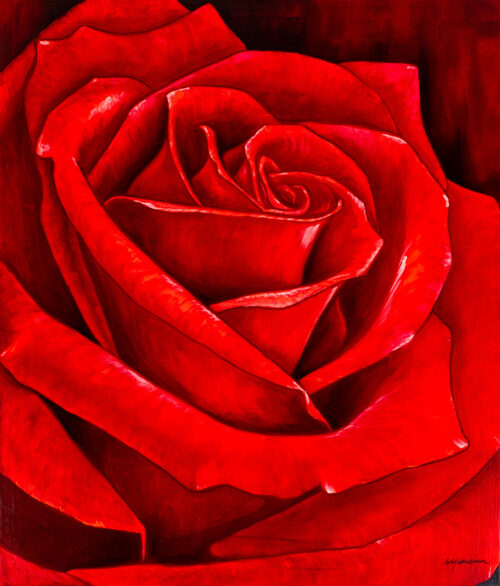 Signed Stretched Realist Oil Painting of a Red Rose, 'Rose Petals'