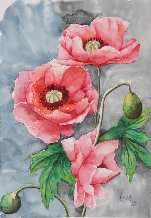 Watercolor Painting of Poppy Blooms and Buds with Leaves, 'Poppy Bloom'
